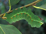 Pseudobunaea irius